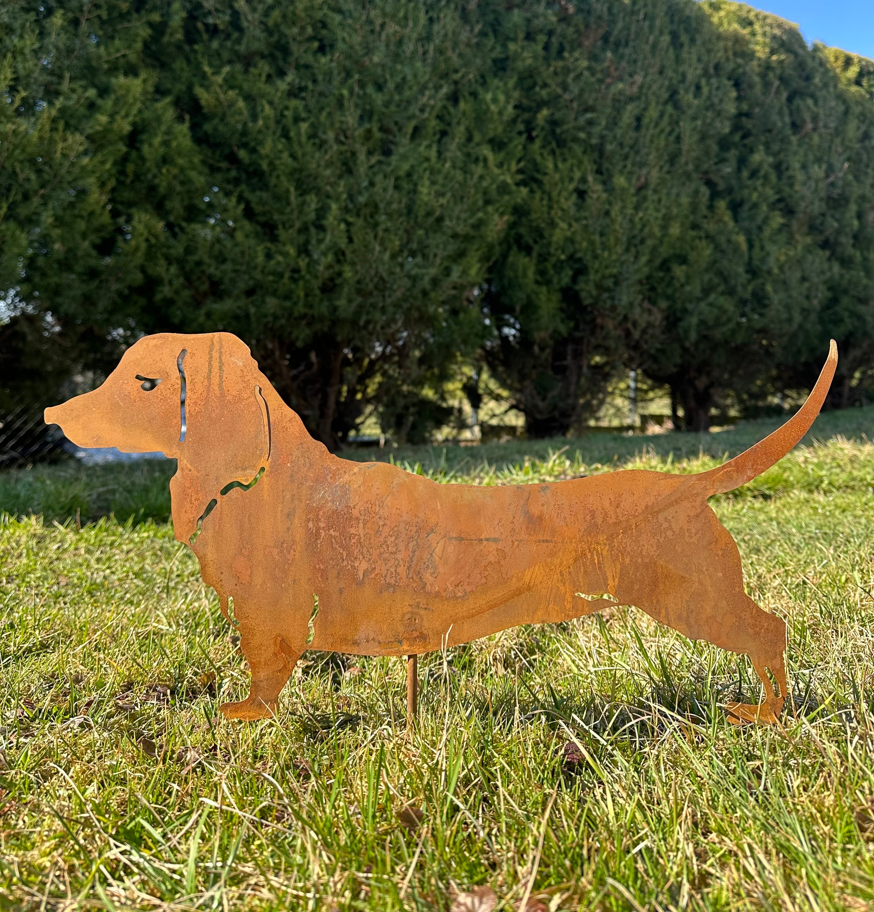 Hund 'Dackel'